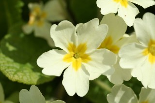 Trobentica (Primula vulgaris) | Vse, kar me zanima
